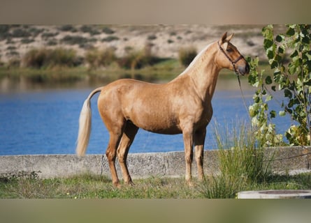 PRE Mix, Stute, 9 Jahre, 166 cm, Palomino