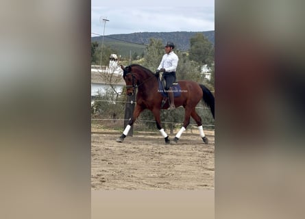 PRE Mix, Stute, 9 Jahre, 180 cm, Brauner