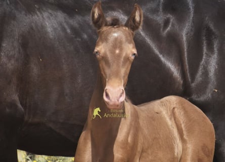 PRE, Stute, Fohlen (05/2026), 158 cm, Pearl