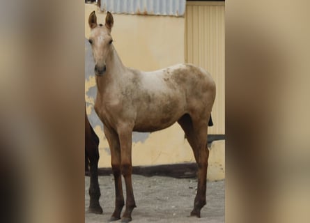 PRE, Stute, Fohlen (01/2026), 160 cm, Buckskin