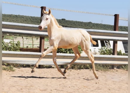 PRE, Stute, Fohlen (04/2024), 160 cm, Perlino