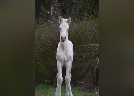 PRE, Stute, Fohlen (03/2026), 162 cm, Pearl