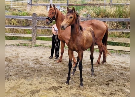 PRE, Stute, , 165 cm, Falbe