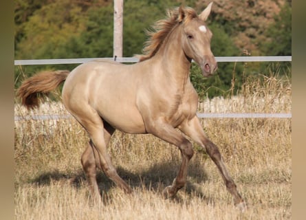 PRE, Stute, Fohlen (04/2026), 166 cm, Pearl