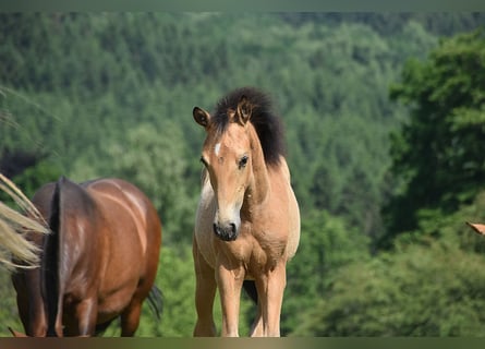 PRE, Stute, Fohlen (03/2025), Buckskin