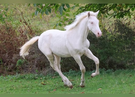 PRE, Stute, Fohlen (06/2026), Cremello