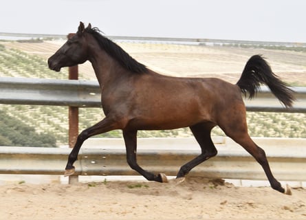 PRE, Stute, Fohlen (02/2026), Palomino