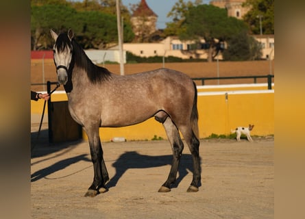 PRE Blandning, Valack, 2 år, 151 cm, Grå-röd-brun