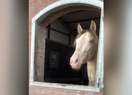 PRE Blandning, Wallach, 4 Jahre, 158 cm, Cremello