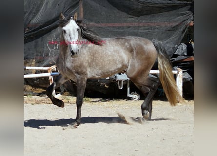 PRE, Valack, 4 år, 159 cm, Grå