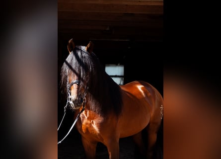 PRE Blandning, Valack, 4 år, 165 cm, Brun