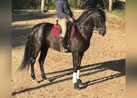 PRE Blandning, Valack, 5 år, 172 cm, Svart