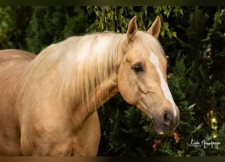 PRE Blandning, Valack, 6 år, 153 cm, Palomino