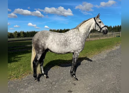 PRE Blandning, Wallach, 6 Jahre, 166 cm, Schimmel