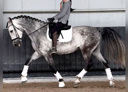 PRE Blandning, Valack, 9 år, 172 cm, Grå