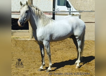 PRE Mix, Wałach, 10 lat, 158 cm, Siwa