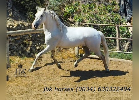 PRE, Wałach, 10 lat, 158 cm, Siwa