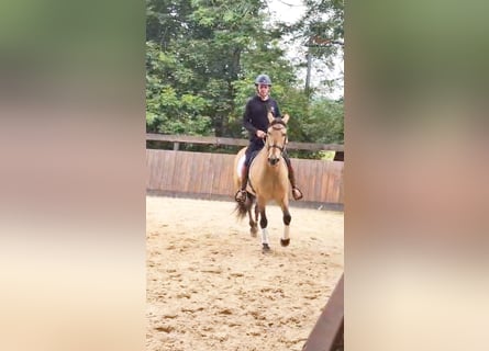 PRE, Wałach, 10 lat, 160 cm, Bułana
