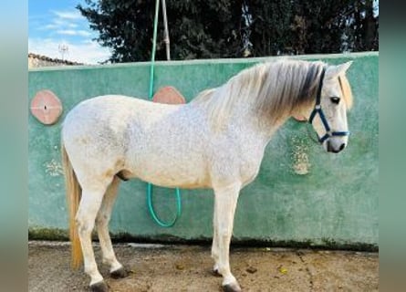 PRE Mix, Wałach, 10 lat, 160 cm, Siwa