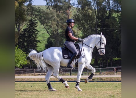 PRE, Wałach, 10 lat, 170 cm, Siwa