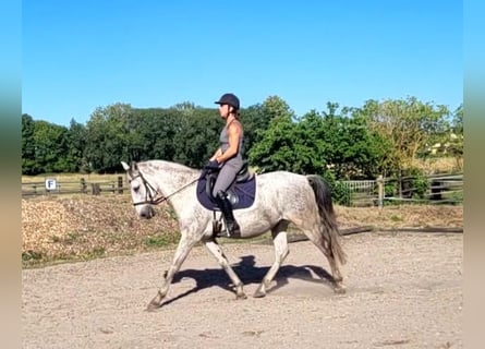 PRE Mix, Wałach, 11 lat, 154 cm, Siwa jabłkowita