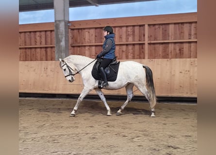 PRE Mix, Wałach, 11 lat, 155 cm, Siwa jabłkowita