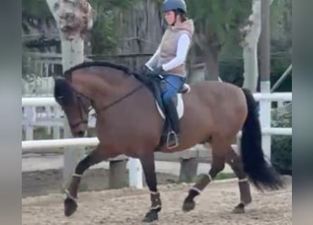 PRE Mix, Wałach, 11 lat, 162 cm, Gniada