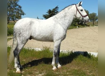 PRE Mix, Wałach, 11 lat, 165 cm, Siwa