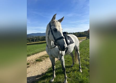 PRE, Wałach, 12 lat, 165 cm, Siwa