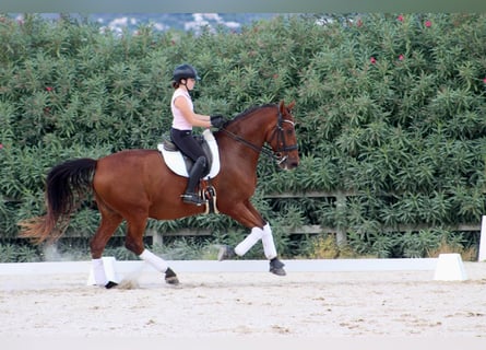 PRE Mix, Wałach, 12 lat, 172 cm, Gniada