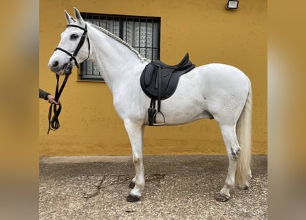 PRE Mix, Wałach, 13 lat, 159 cm, Siwa