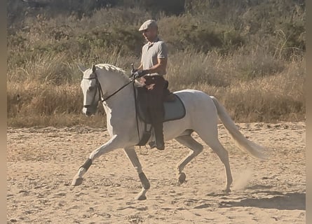 PRE Mix, Wałach, 14 lat, 159 cm, Siwa
