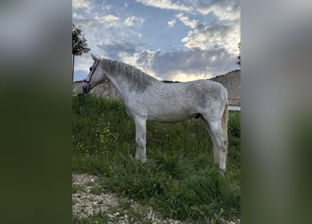 PRE Mix, Wałach, 14 lat, 166 cm, Siwa