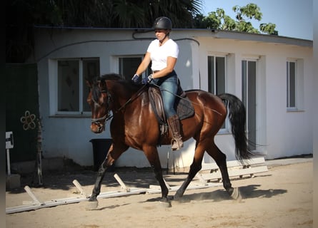 PRE Mix, Wałach, 14 lat, 167 cm, Gniada