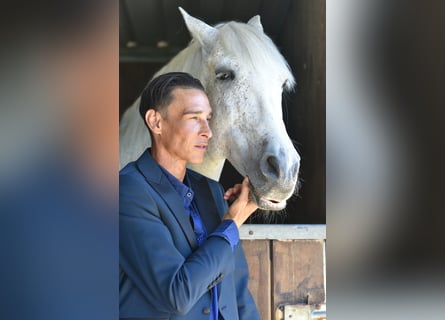 PRE, Wałach, 16 lat, 161 cm, Siwa