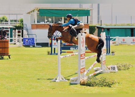 PRE Mix, Wałach, 16 lat, 164 cm, Gniada