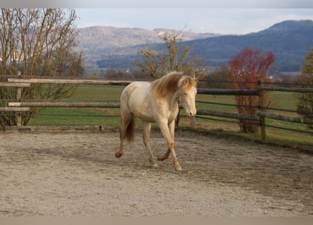 PRE, Wałach, 2 lat, 161 cm, Perlino