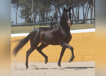PRE Mix, Wałach, 3 lat, 152 cm, Ciemnogniada