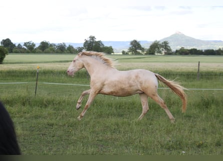PRE, Wałach, 3 lat, 160 cm, Perlino