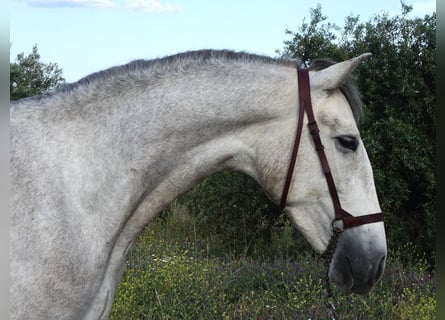 PRE, Wałach, 3 lat, 160 cm, Siwa