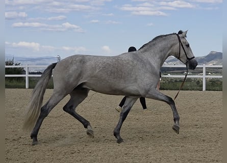 PRE, Wałach, 3 lat, 160 cm, Siwa