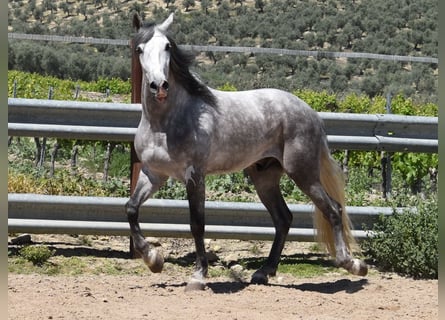 PRE Mix, Wałach, 3 lat, 162 cm, Siwa