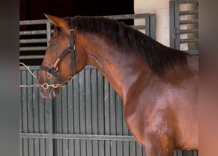 PRE Mix, Wałach, 3 lat, 163 cm, Gniada