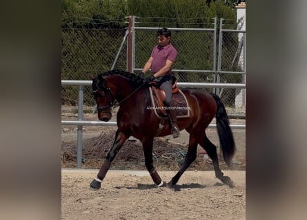 PRE Mix, Wałach, 3 lat, 164 cm, Ciemnogniada