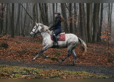 PRE Mix, Wałach, 4 lat, 152 cm, Siwa