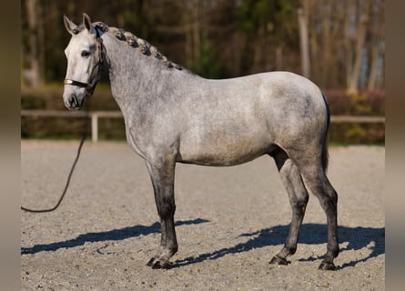 PRE Mix, Wałach, 4 lat, 153 cm, Siwa