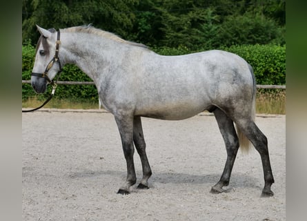 PRE, Wałach, 4 lat, 155 cm, Siwa