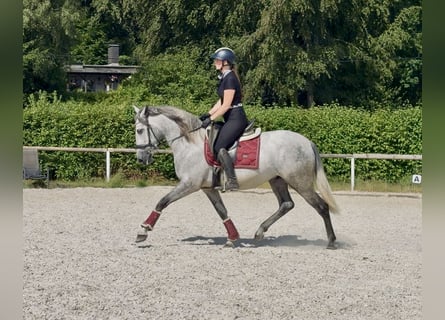 PRE, Wałach, 4 lat, 155 cm, Siwa