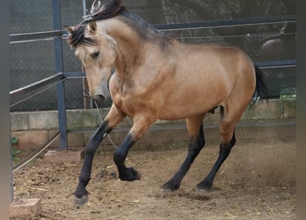 PRE Mix, Wałach, 4 lat, 156 cm, Bułana