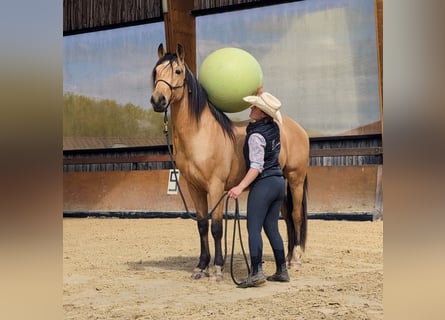 PRE, Wałach, 4 lat, 156 cm, Bułana